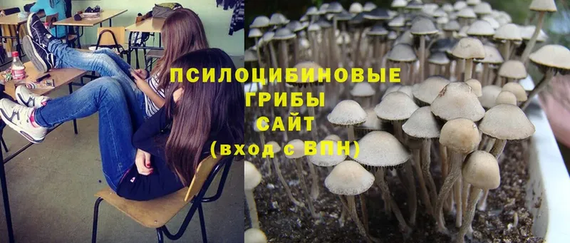 Псилоцибиновые грибы Cubensis  где купить   Арсеньев 